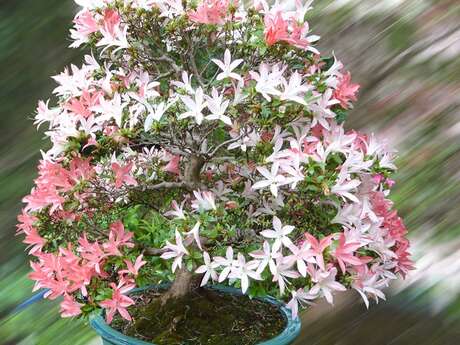 EXPOSITION DE BONSAI