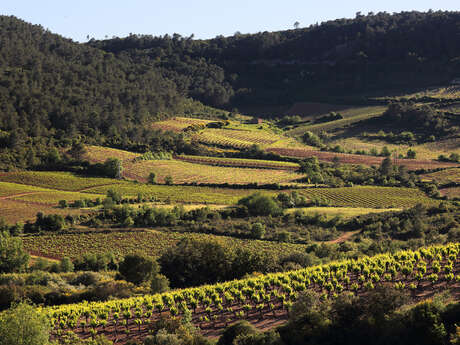 À VÉLO DANS LES VIGNES DE SAINT-CHINIAN