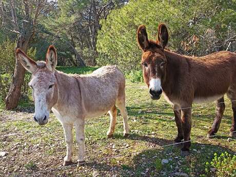 MAISON VIGNERONNE LABORIE