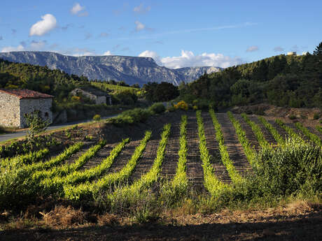 CIRCUIT VIGNOBLES DE BERLOU - SITE VTT CAROUX EN HAUT LANGUEDOC