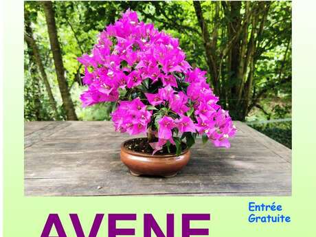 EXPOSITION DE BONZAI A AVENE
