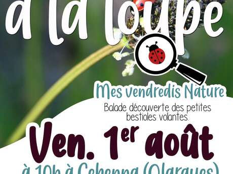 MES VENDREDIS NATURE À CEBENNA : BESTIOLES À LA LOUPE !