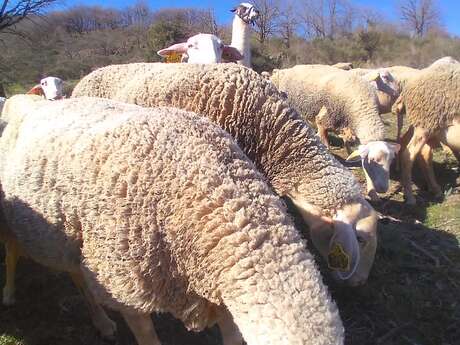 LES MERCREDIS AU PAYS : FERME DU LICIDOU  - 18 JUIN 2025 - 15 H