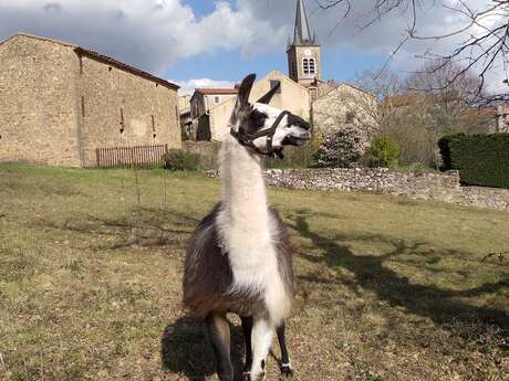 LES MERCREDIS AU PAYS : FERME DU LICIDOU  - 17 JUIN 2026 - 15 H