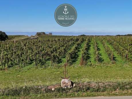 Vignoble des Terre-Neuvas