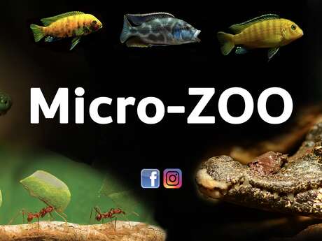 Micro Zoo Micro Zoo