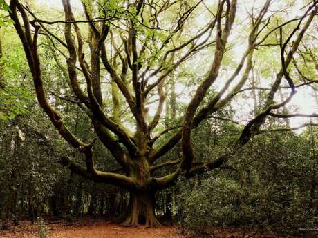 La forêt sous toutes les coutures La forêt sous toutes les coutures