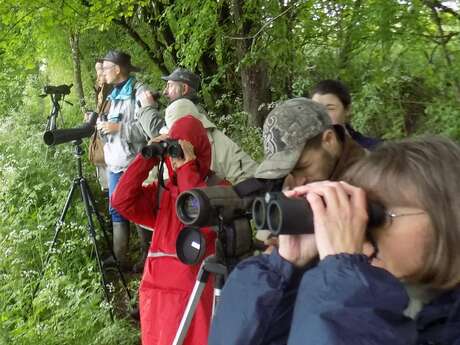 Sortie Naturaliste Oiseaux Sortie Naturaliste Oiseaux