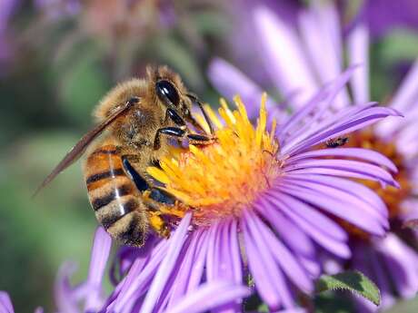 Association l'Abeille en Bouriane