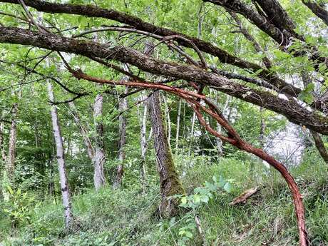 L'art dans la Nature, SculpTour 2025