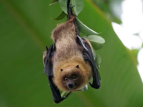 Soirée faune : "Oiseaux, chauves-souris et entraves à leurs vols" au Jardin Bourian