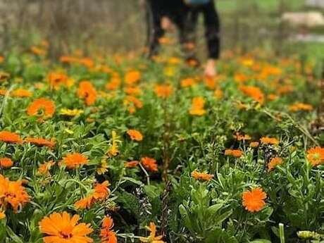 Le Jardin Secret de Muriel