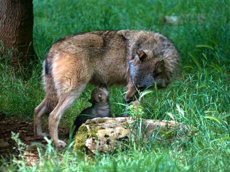 Parc Animalier de Gramat