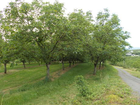 Autour du vignoble