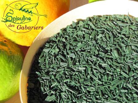 Spiruline des gabariers