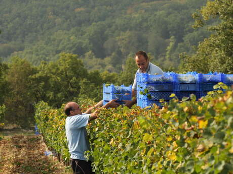 Vignoble les Claies de Maillol Vignoble les Claies de Maillol