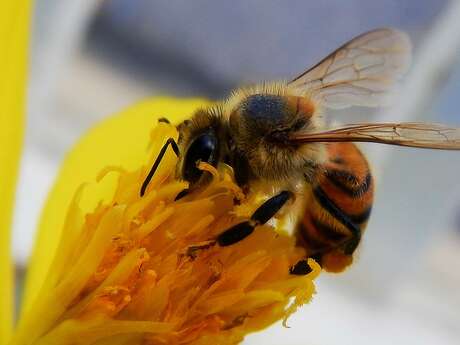Fête de l'Abeille