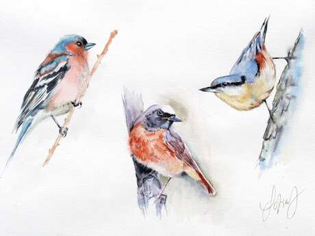 Stages d'aquarelle avec Sofia Johannissen "Peindre les oiseaux du jardin"