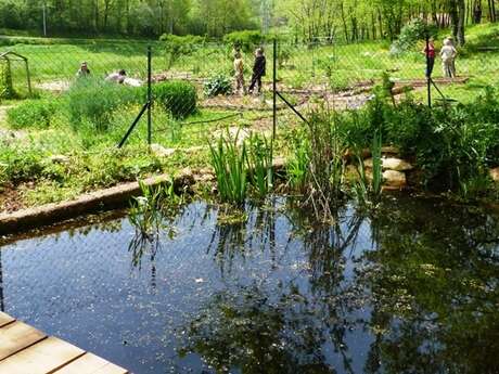 Comptage des habitants de la mare au Jardin Bourian