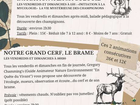 ANIMATION NATURE : BRAME DU CERF