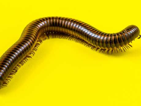 FESTI'VAL D'OLT 2026 - INVERTÉBRÉS