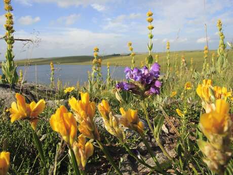 TOUR DES MONTS D'AUBRAC - GR DE PAYS