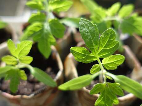 TROC PLANTES
