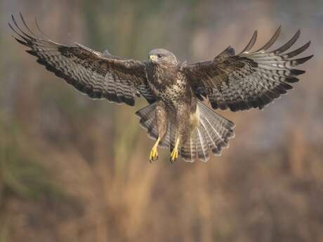 BALADE DÉCOUVERTE DES RAPACES DE LOZÈRE