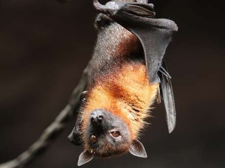BALADE DÉCOUVERTE DES CHAUVES-SOURIS