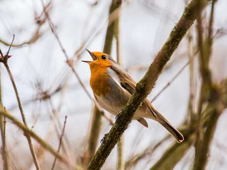 BALADE NATURALISTE : CRIS ET CHANTS DES OISEAUX