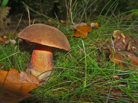 INITIATION À LA MYCOLOGIE : LA VIE MYSTÉRIEUSE DES CHAMPIGNONS