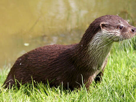 BALADE NATURE A LA DÉCOUVERTE DE LA LOUTRE BALADE NATURE A LA DÉCOUVERTE DE LA LOUTRE