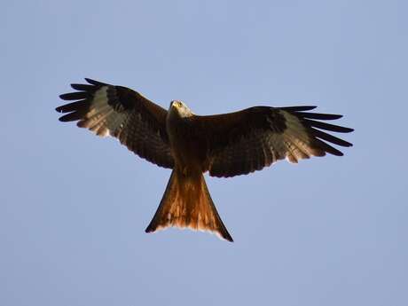 BALADE NATURALISTE : DÉCOUVERTE DES RAPACES ET PLANTES COMESTIBLES