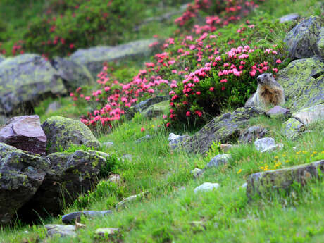 Sur les traces des marmottes