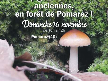 Sortie nature : A la découverte des champignons des forêts anciennes, en forêt de Pomarez