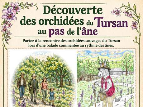 Découverte des orchidées du Tursan au pas de l'âne