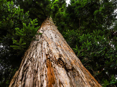 Arbre Remarquable - Le Séquoïa