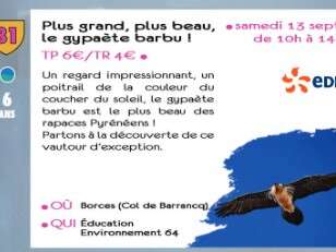 Plus grand, plus beau, le gypaète barbu ! - sortie CPIE