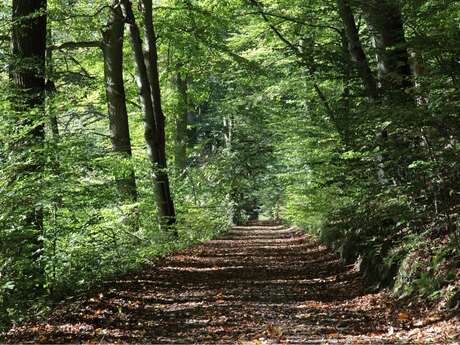 Visite contée : une forêt de chênes remarquables par Daniel de l'association des communes forestières du 64