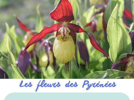 Conférence - les fleurs des Pyrénées