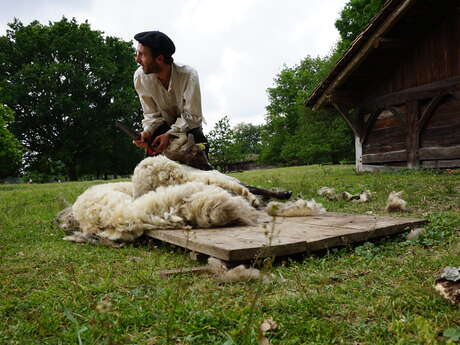 Tonte des moutons à Marquèze