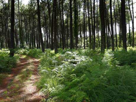 Balade à la découverte de la forêt