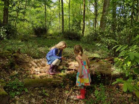 Bain de forêt Bain de forêt