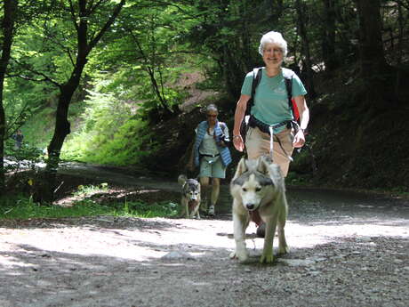Randonner avec un chien nordique à Oloron Sainte-Marie