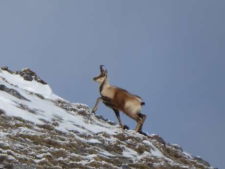 Randonnée sur les traces de la faune sauvage