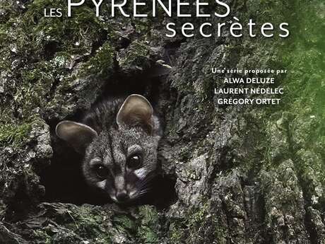 Projection : documentaire  « La discrète du Piémont, la Genette" de Laurent Nédélec, Grégory Ortet