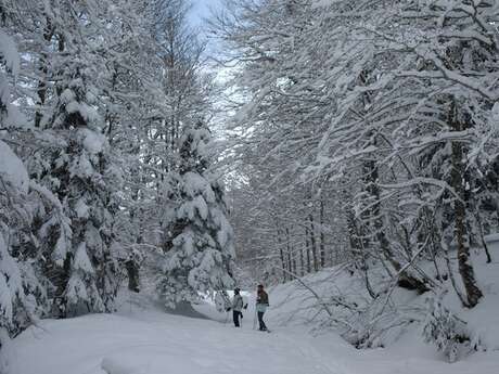 Randonnée hivernale sur les traces de la faune sauvage