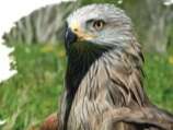 A la découverte des rapaces pyrénéens - Sortie CPIE