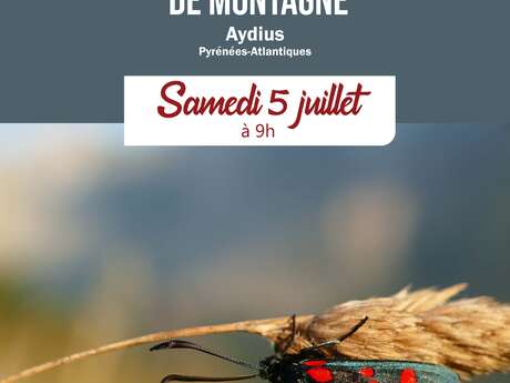 Sortie nature - découverte des zygènes de montagne