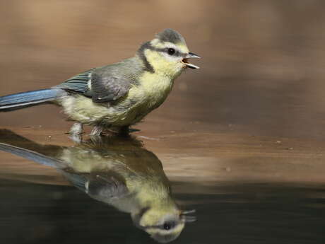 Sortie découverte "Oiseaux"